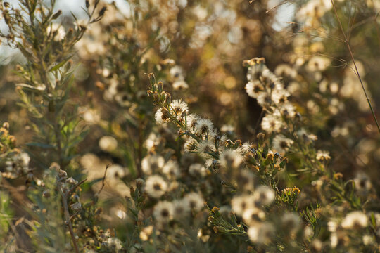 Wildflower flully white seed heads in Larnaca Cyprus during November