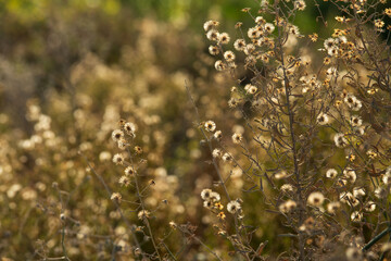 Wildflower flully white seed heads in Larnaca Cyprus during November