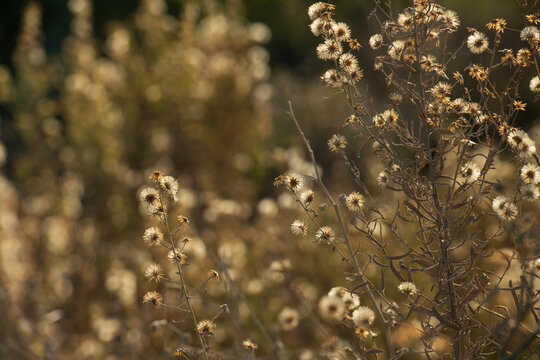 Wildflower flully white seed heads in Larnaca Cyprus during November