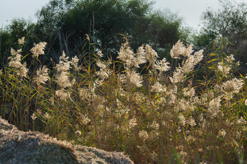 Fluffy seed plumes wetland Larnaca,Cyprus during November