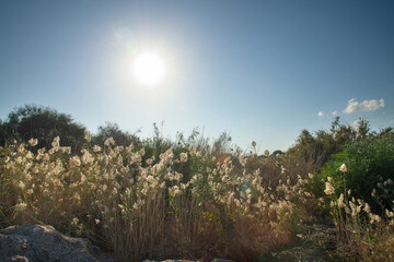 Fluffy seed plumes wetland Larnaca,Cyprus during November