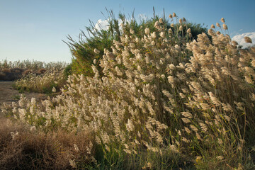 Fluffy seed plumes wetland Larnaca,Cyprus during November