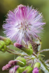 An exotic lilac tasselflower in bloom and some buds, illuminated by the midday sun, in a forest in the eastern Andean mountains of central Colombia, near the Iguaque natural reserve.