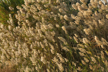 Fluffy seed plumes wetland Larnaca,Cyprus during November