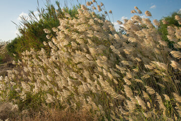 Fluffy seed plumes wetland Larnaca,Cyprus during November