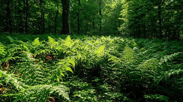 Slow motion shot of a gentle breeze subtly rustling a cluster of wild ferns, showcasing their natural movement and organic texture within their habitat.