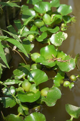 Green Water Hyacinth plants floating on murky water in a tropical pond