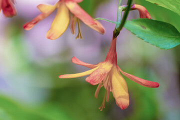 Montbretia flowers in full bloom illuminated by midday sun, in a forest in the eastern Andean mountains of central Colombia, near the Iguaque natural reserve.