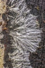 Mycelium growing on a rotten plank of wood, in a forest in the eastern Andean mountains of central Colombia, near the Iguaque natural reserve.