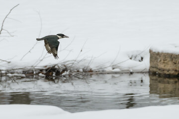 Belted kingfisher in flight over a creek, past snow-covered banks in winter.
