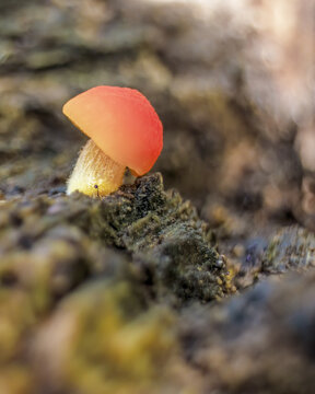 A very small pluteus aurantiorugosus mushroom growing on a log, in a forest in the eastern Andean mountains of central Colombia, near the Iguaque natural reserve.