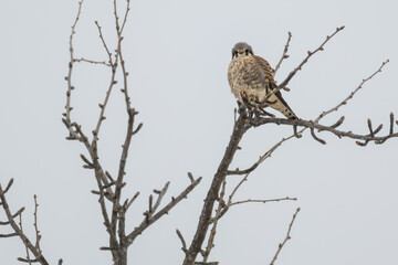 American kestrel perched in a bare tree, its feathers puffed up against the cold weather.