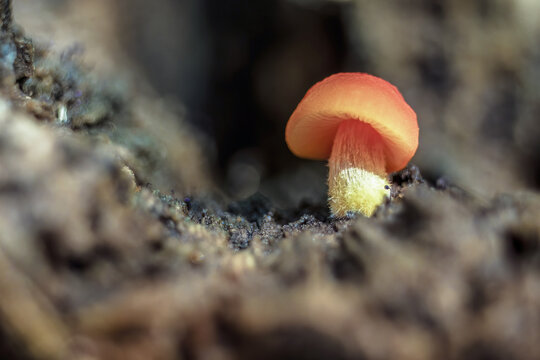 A very small pluteus aurantiorugosus mushroom growing on a log, in a forest in the eastern Andean mountains of central Colombia, near the Iguaque natural reserve.