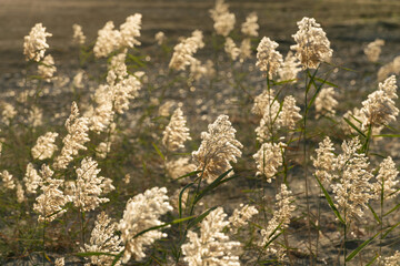 Close up  fluffy seed plumes, Phragmites australis durng November in Larnaca Cyprus