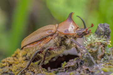 A brown rhinoceros beetle walking on a moss covered log, in a forest in the eastern Andean mountains of central Colombia, near the Iguaque natural reserve.