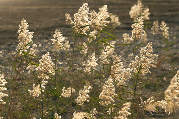 Close up  fluffy seed plumes, Phragmites australis durng November in Larnaca Cyprus