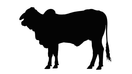 Majestic zebu cattle silhouette for branding and design needs, versatile and ready for your creative projects