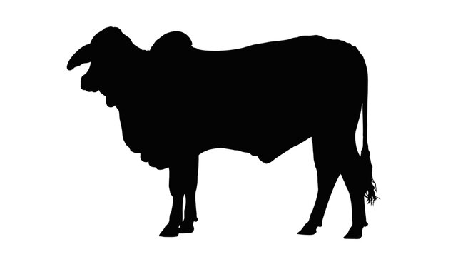 Powerful zebu silhouette for logos, branding, and more brings a strong, rustic, natural aesthetic
