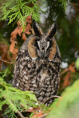 A juvenile Long-eared owl sits perched in a cedar tree