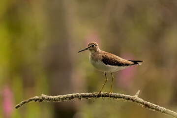 A Solitary Sandpiper bird sits perched on a branch over a wetland marsh