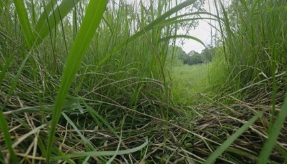 Fototapeta premium Morning Dew Adorns Fresh Grass Blades Along a Narrow Outdoor Path