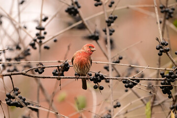 A colorful male House Sparrow bird sits perched in a buckthorn tree