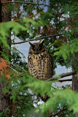 A Long-eared Owl sits perched in a tree at dusk