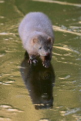 A cute wild Mink walking on a frozen pond