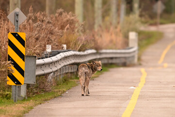 Urban wildlife a photograph of a coyote walking along a sidewalk in the suburbs in search for food