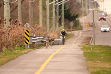 Urban wildlife a photograph of a coyote walking along a sidewalk or paved bike path infront of an oncoming cyclist