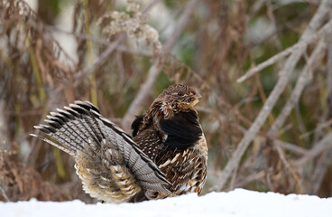 A Ruffed Grouse bird with it's tail fanned out struts along though a snow covered forest