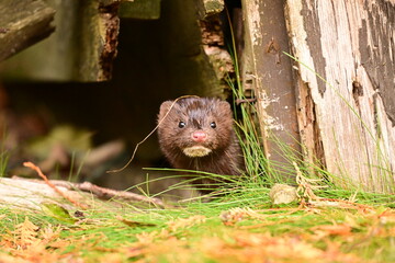 A cute little Mink peeks out from under an old delapitared shed along the water's edge