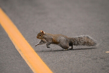 An Eastern Gray Squirrel pauses then runs across a paved road avoiding traffic