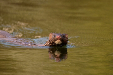 Cute little Mink swimming along the edge of a river watching the photographer
