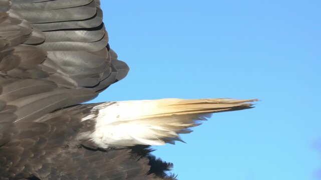 A bald eagle (Haliaeetus leucocephalus) turns around then takes flight