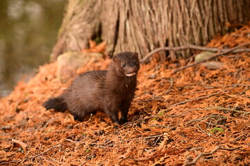 A wild Mink exploring a cedar forest along the shoreline