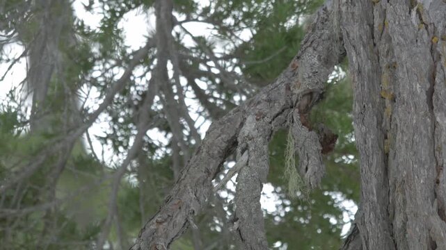 A stellar blue jay (Cyanocitta stelleri) looks around then takes off
