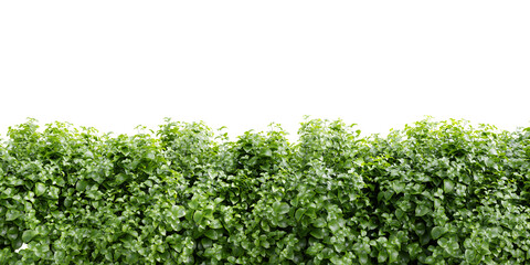 Green dense hedge bush on transparent background 3d rendering png