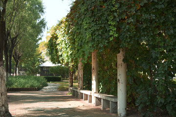 Fototapeta premium Climbing Ivy Corridor Garden Landscape