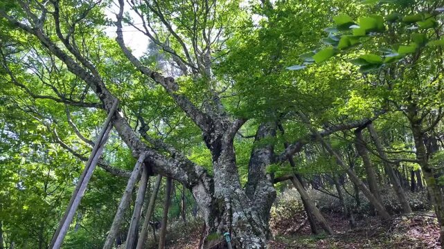 ブナの巨木　モーションタイムラプス動画　広角撮影