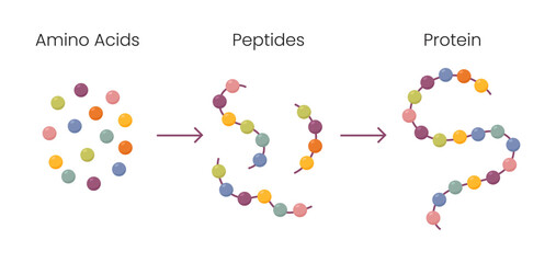 Vector Illustration of Amino acids structure, peptides and proteins molecular model.