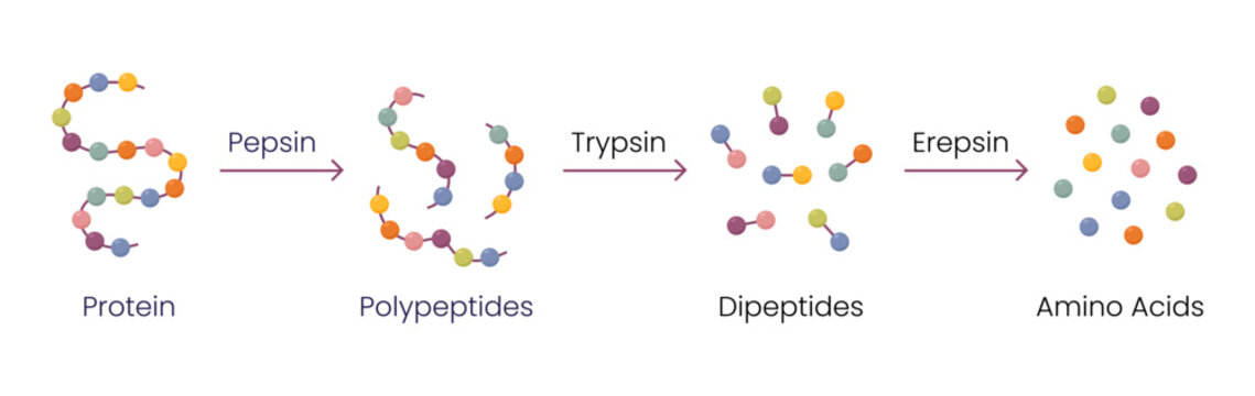Vector illustration of protein digestion. Pepsin, trypsin and erepsin enzymes effect on protein molecule	
