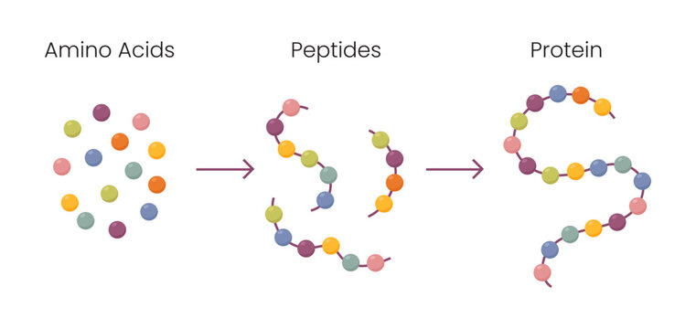 Vector Illustration of Amino acids structure, peptides and proteins molecular model.