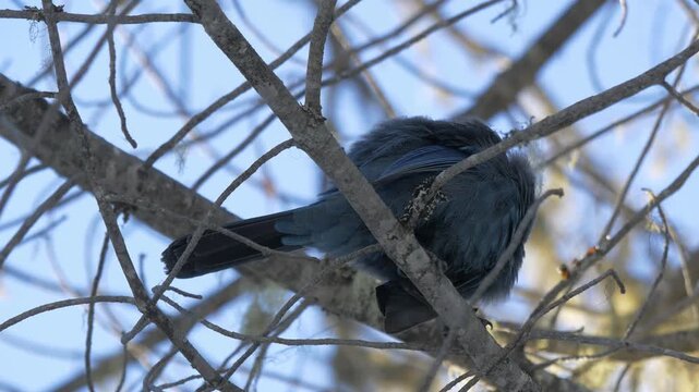 A stellar blue jay (Cyanocitta stelleri) grooming in a tree