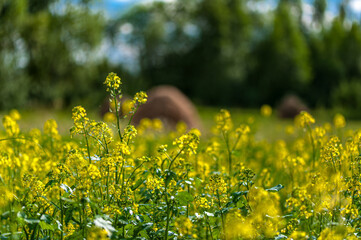 Close-up of bright yellow wildflowers in a sunny field with soft green background. Warm summer mood, natural colors, shallow depth of field.
