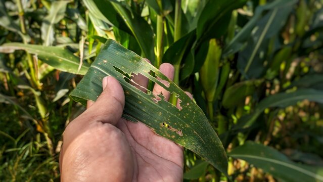 A hand holds a corn leaf with numerous holes, showing severe damage from insect pests like armyworms or borers.