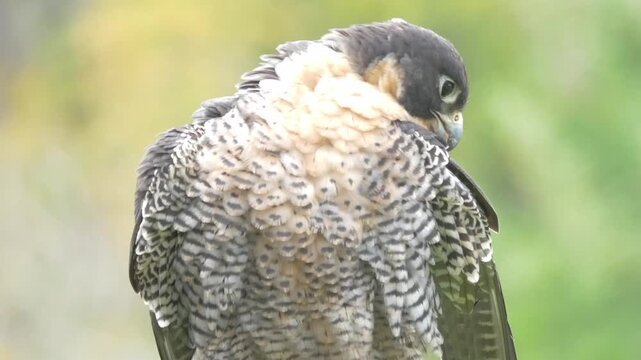 A falcon stretching its wings and grooming