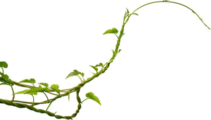 Naklejka premium Vine plant, Branch creeper leaf green, Liana tropical nature.