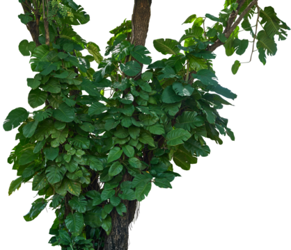 Trailing Monstera vines curling upward along a tree