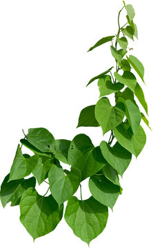 Vine plant, Branch creeper leaf green, Liana tropical nature.